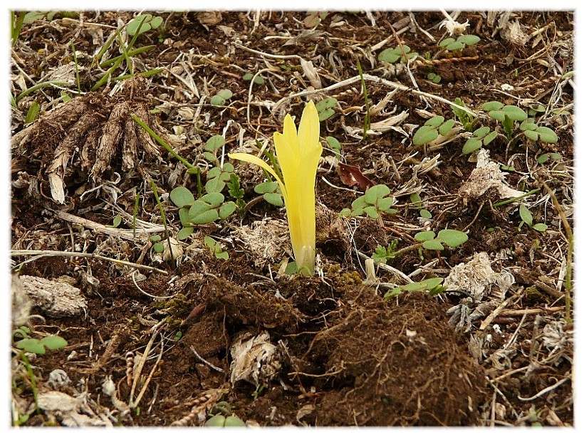 Sternbergia colchiciflora / Zafferanastro appenninico